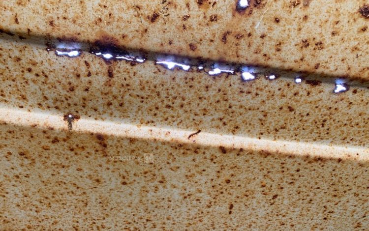 CONTAINEX LC20&Prime;  42601040